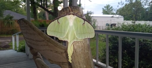 A lovely giant white moth with creamy lime wings with subtle lighter and darker patterns and two long wing tails.