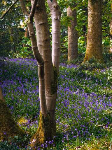 A close-up view within a tranquil woodland, focusing on a multi-stemmed, smooth-barked tree dominating the foreground. Its lower trunk is thick with vibrant green moss, contrasting with the smooth grey bark above. In the background, thicker, older trees with heavily textured brown bark stand tall amidst a breathtaking sea of blooming purple bluebells. The dense carpet of flowers is interspersed with vibrant green foliage, illuminated by gentle, dappled sunlight filtering through the leafy canopy above, creating a vivid and enchanting natural scene.