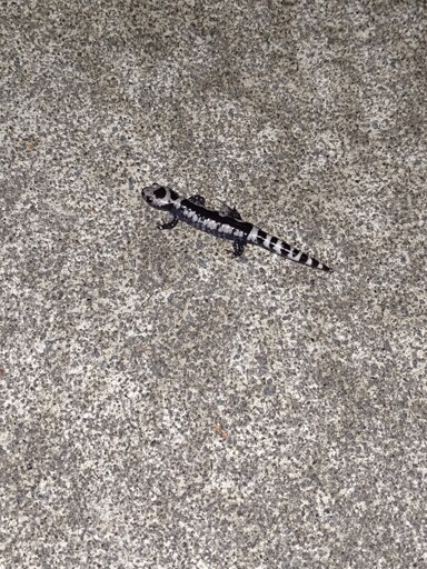 Look at this fellow I saw on my walk yesterday :)