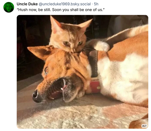 A cat playfully bites the neck of a very alarmed-looking dog.