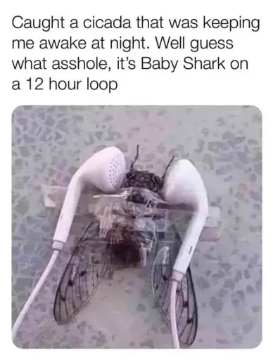 "Caught a cicada that was keeping me awake at night. Well guess what asshole, it’s Baby Shark on a 12 hour loop" Picture of a cicada taped to two headphones